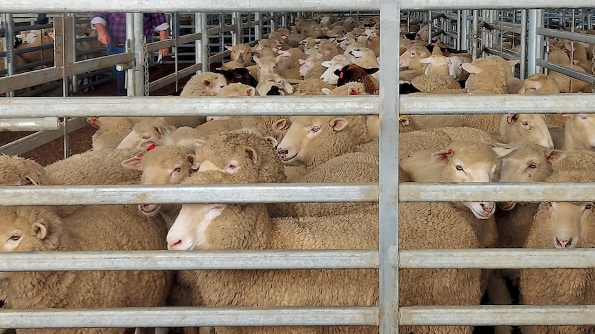 Les acheteurs paient des prix élevés pour la viande alors que les agriculteurs estiment que les moutons ne valent pas la peine d’être envoyés au marché