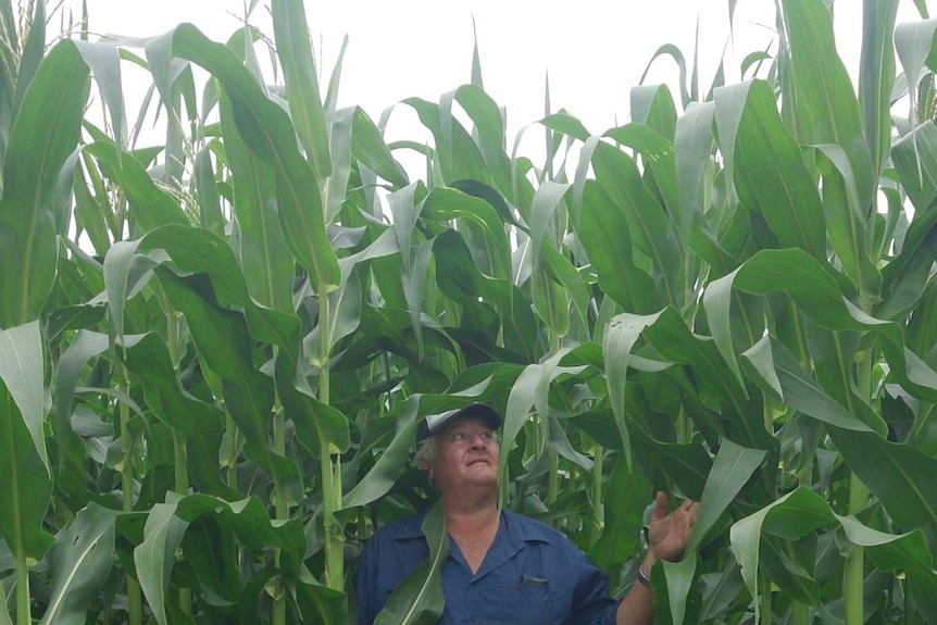 A farmer stands in the paddock surrounded by his corn crop, which towers above him