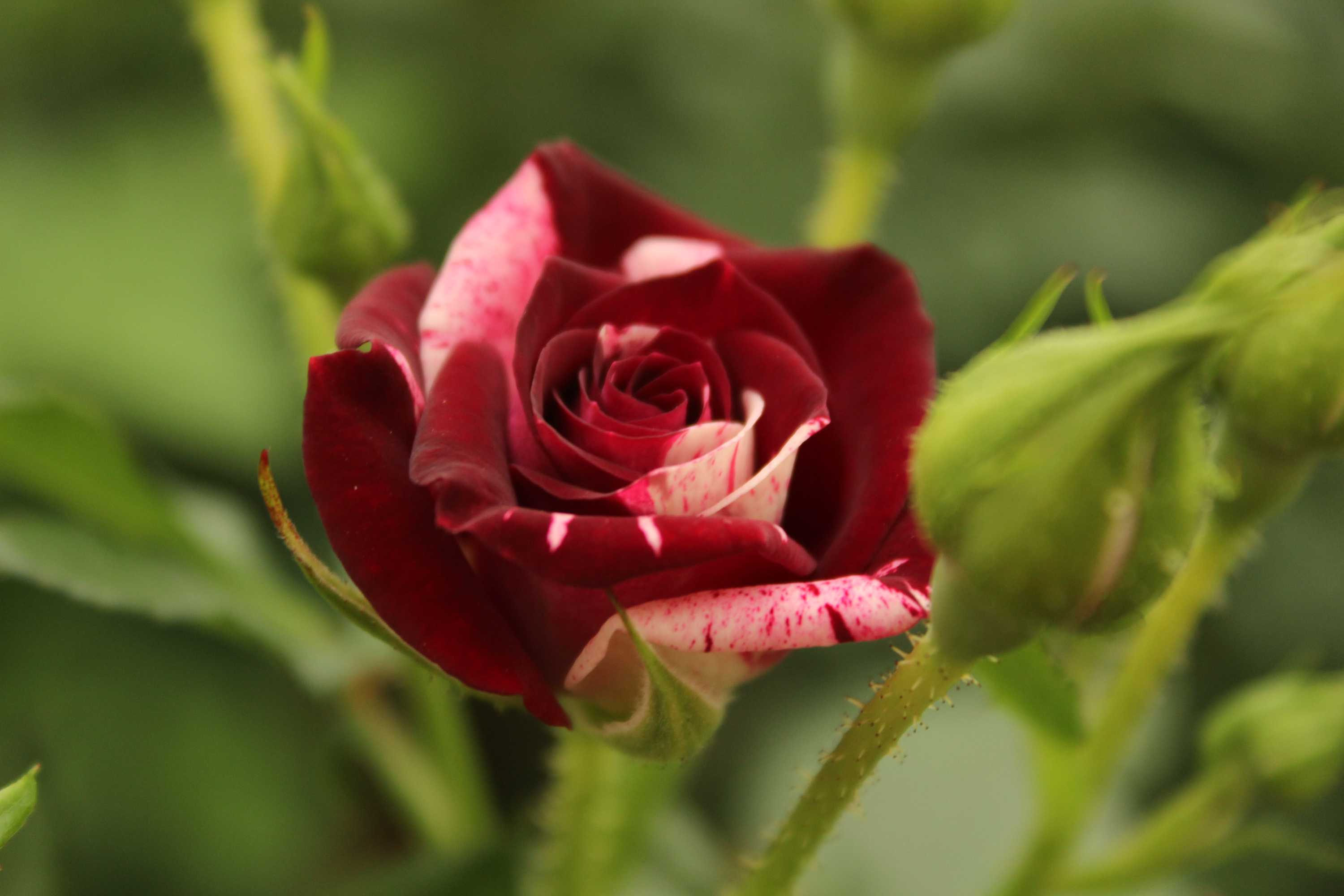 Wild look роза. Роза юар бьютифул. Flowers that look like. Сахарные цветы. Rose looks like.