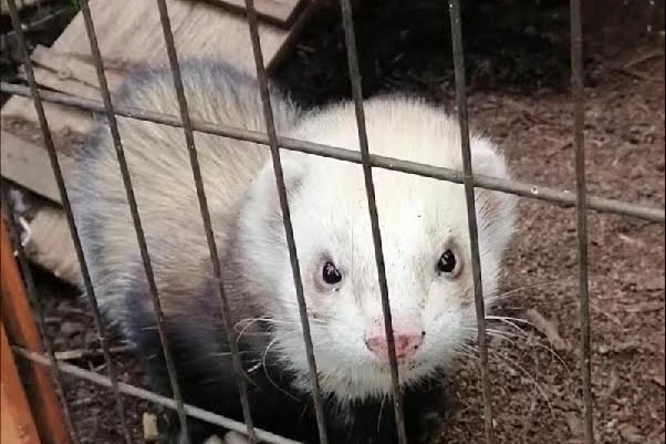 A ferret stands close behind the wire of its cage.