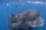 Whale sharks feed on bait ball on WA's Ningaloo Reef