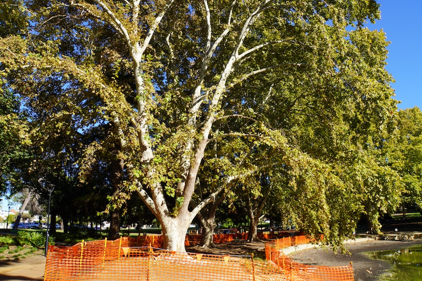 Trees infested with shot hole borers earmarked for chopping down at Hyde Park