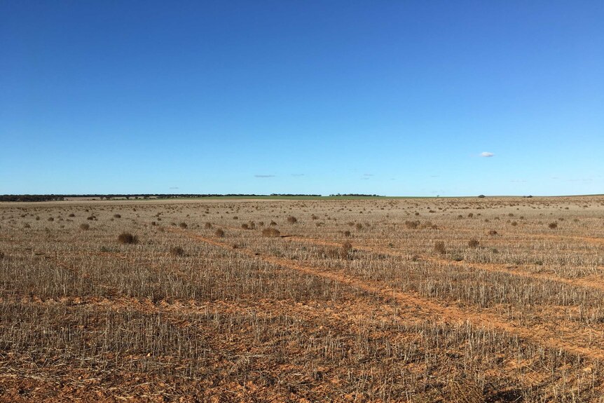 A paddock 15 kilometres from Kimba that could be the eventual dump site for Australia's nuclear waste.