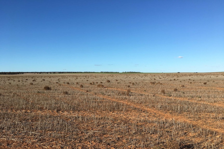 A paddock 15 kilometres from Kimba that could be the eventual dump site for Australia's nuclear waste.