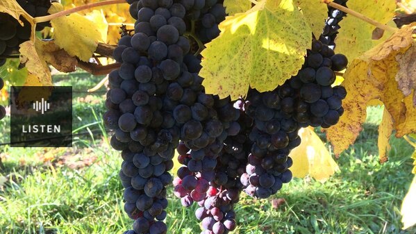 A bunch of ripe red grapes ready for picking in Tasmania. Has Audio.