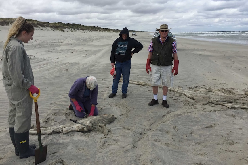 Dr Kemper crouches over the bones while four helpers (one female, two males) look on