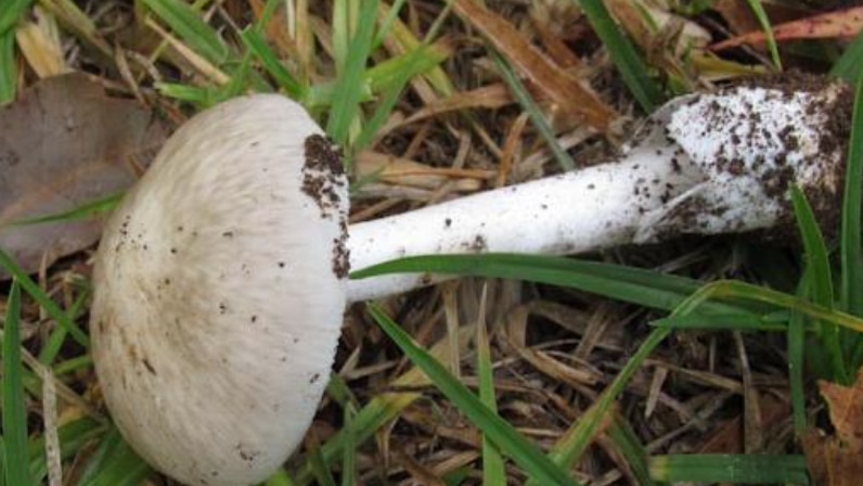 Marbled death cap mushroom