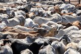 Cattle producers want Rudd to heal Indonesia rift