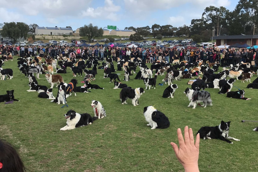 Dozens of border collie dogs on an oval.