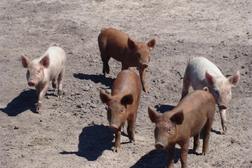 A litter of Tamworth piglets at Daryl Veldhuizen's Gippsland farm