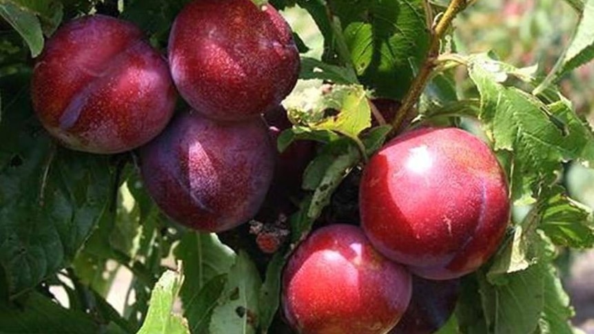 six ripe satsuma plums on a tree branch