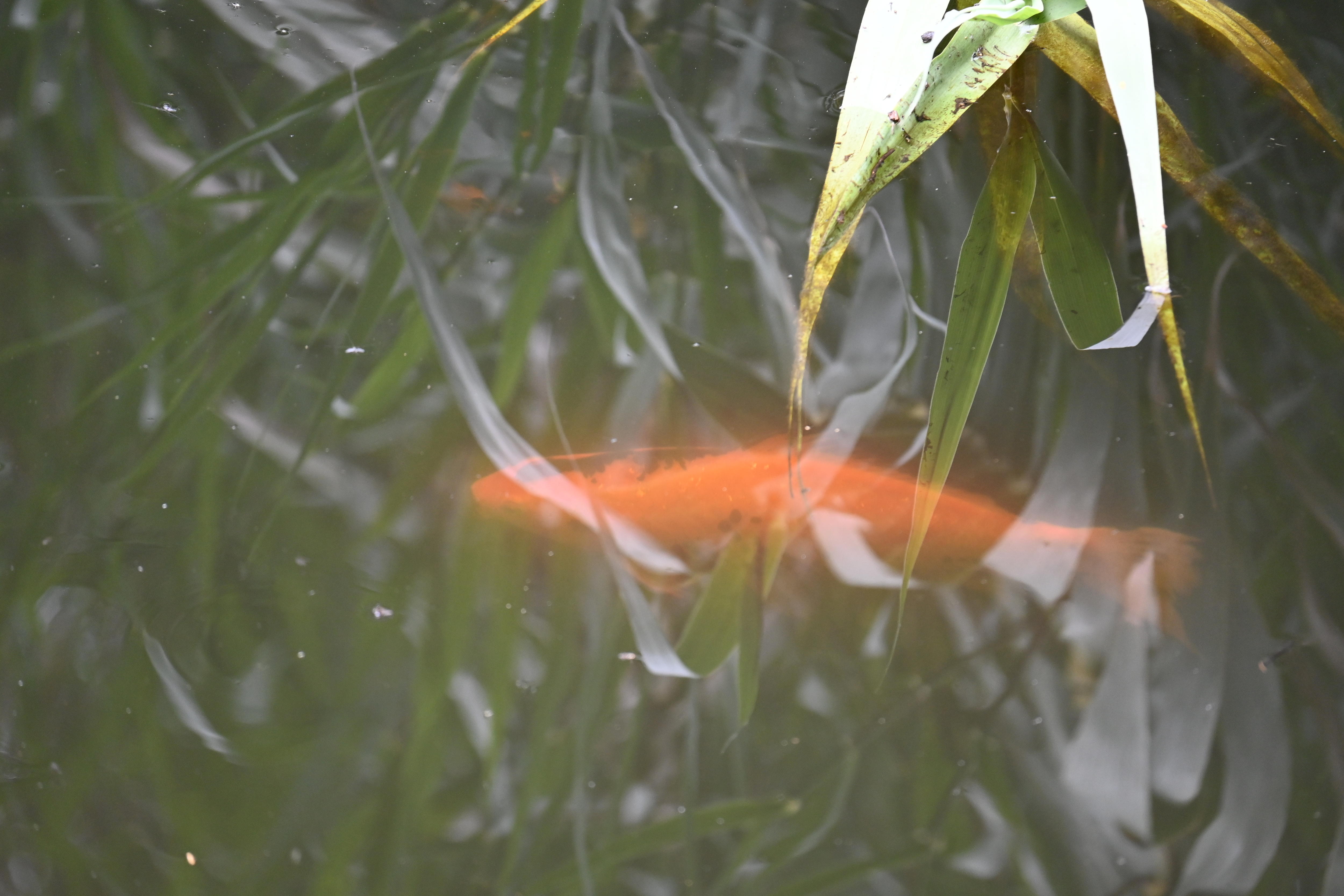 VIDEO: Noxious koi carp are found in the River Torrens.