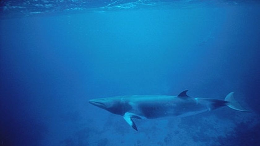 Minke whale