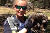 Constable Laine Bramley holds an echidna police found at a busy shopping centre.