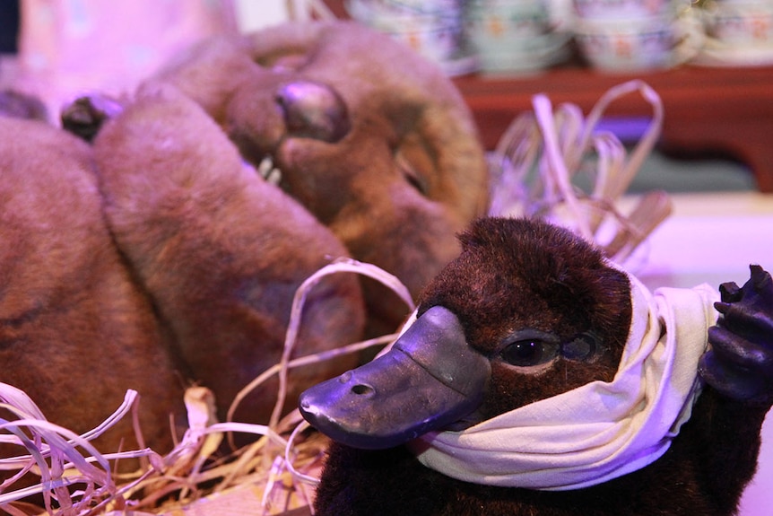 A platypus mannequin wearing a scarf and a wombat sleeping in a straw-filled crib.