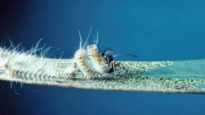 A Tasmanian wasp deposits its egg into a caterpillar