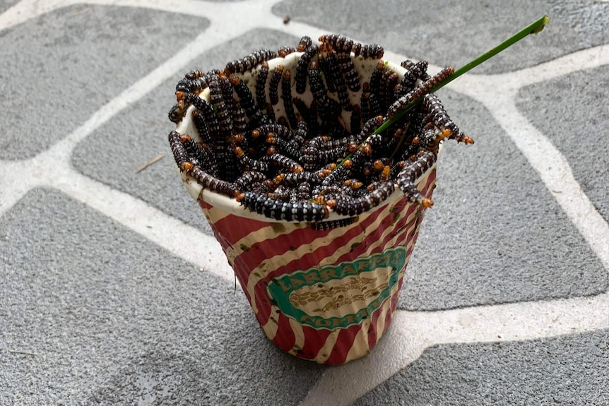 A takeaway coffee cup full of writhing black-and-white caterpillars