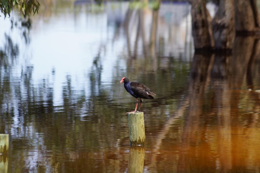 A black swamp hen standing on a post surrounded by water which has reflection of trees.