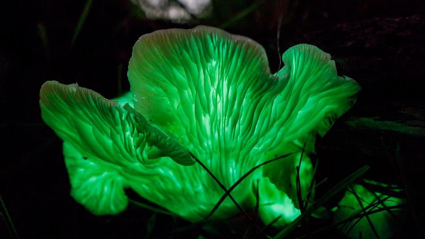 A mushroom shaped like a curled lettuce leaf glows green in the dark at the base of a tree.