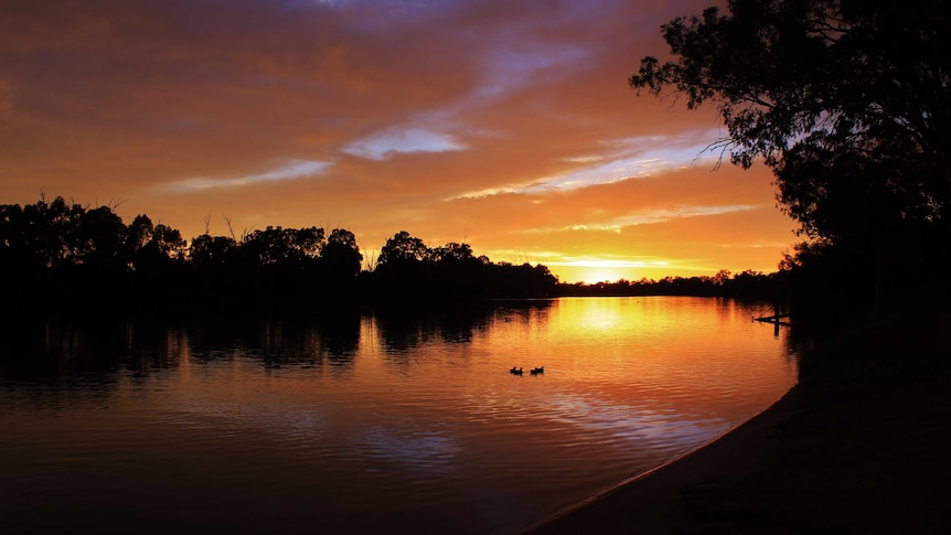 The underside of clouds reflect the yellow light of sunset onto the Murray River as several ducks swim past.