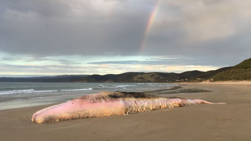 A large white, pink and black whale carcass on the sand on an empty beach on a cloudy day.