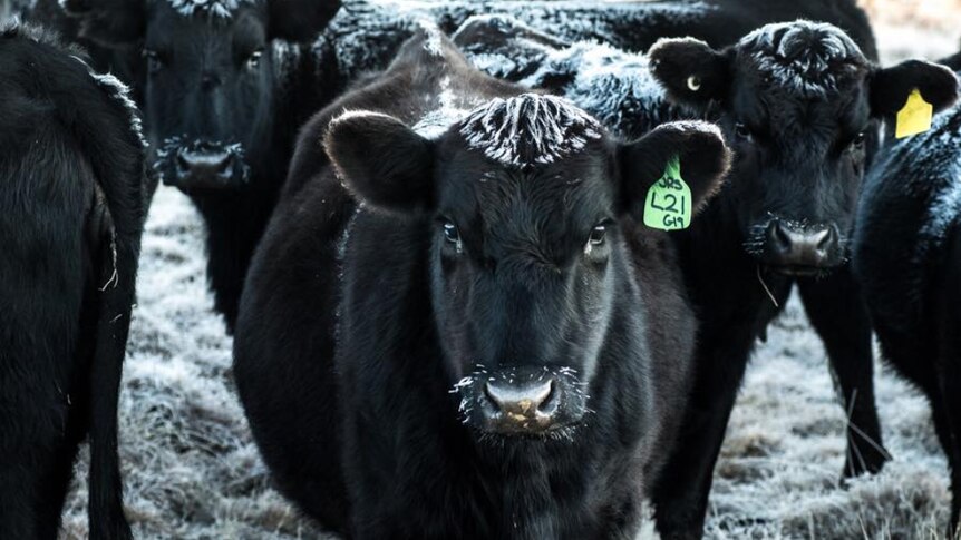 Black cows covered in frost