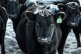 Black cows covered in frost