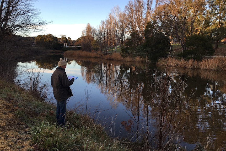A person stands on a river bank at dusk looking for platypuses. 