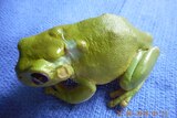The infected would had healed, and the green tree frog is on its way to a full recovery.