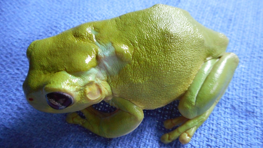 The infected would had healed, and the green tree frog is on its way to a full recovery.