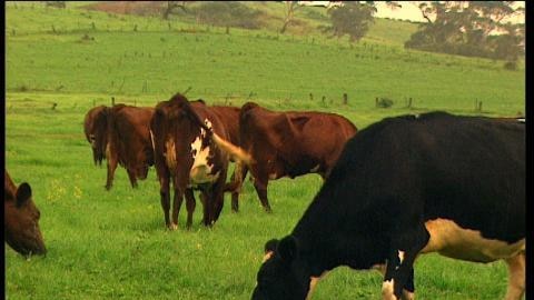 Dairy cows eat green grass in paddock