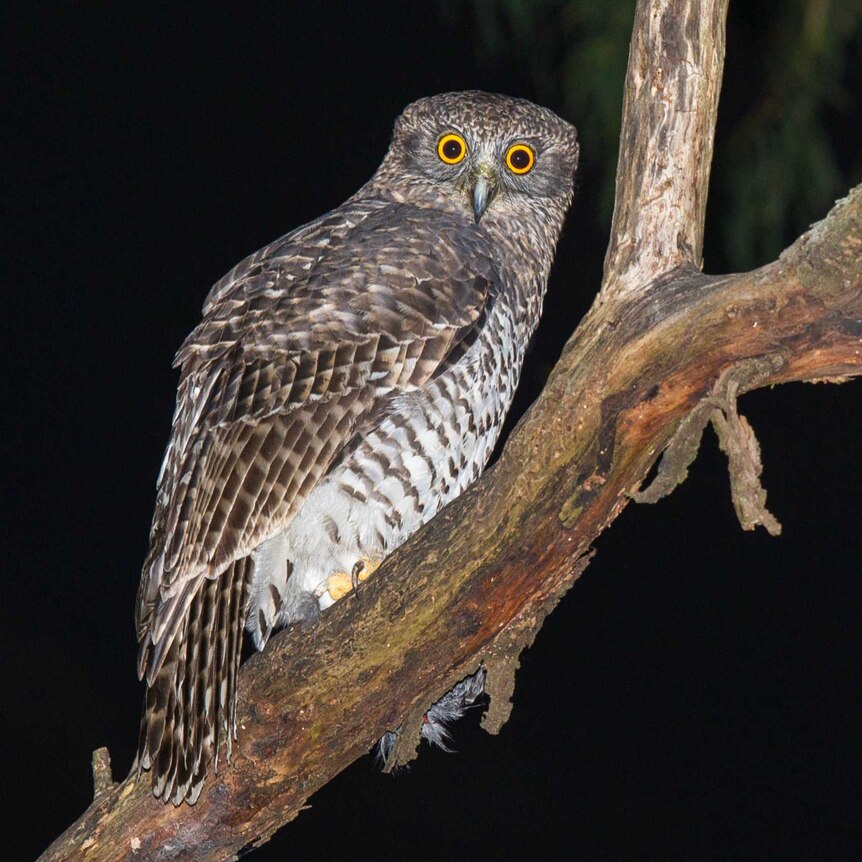 An adult powerful owl is perching on a branch, looking directly at the camera with its bright yellow eyes, at night