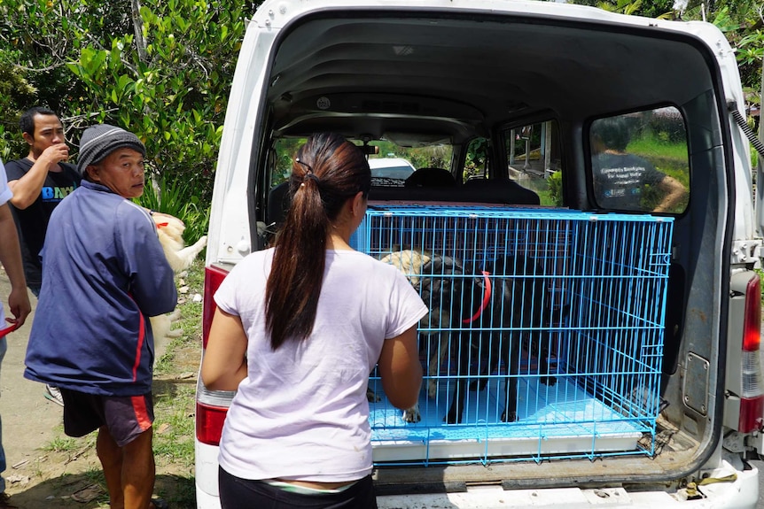 Dogs are put into cages and cars by volunteers.