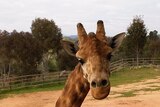 The plan includes larger enclosures for the zoo's giraffes, lions and cheetahs.