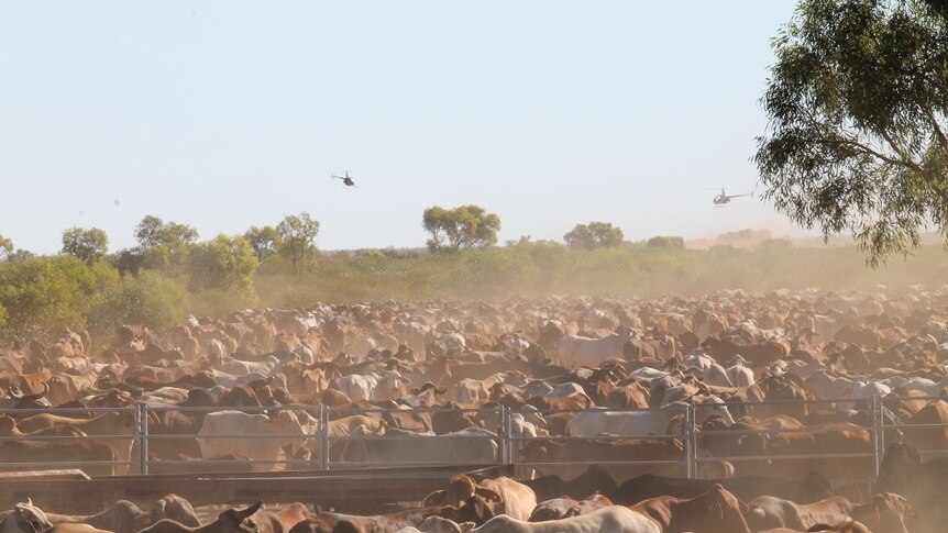 Cattle being yarded up with helicopters in the distance