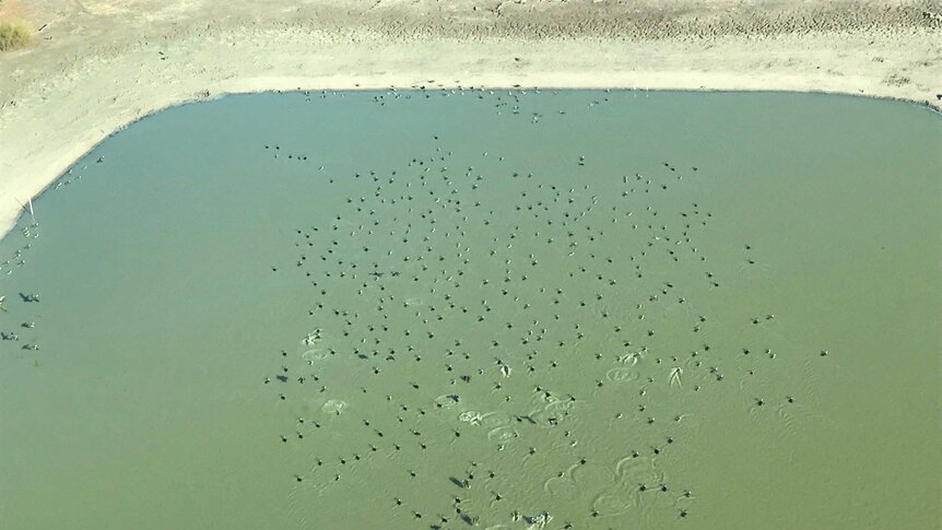 A birds-eye view of a body of water with birds playing in it
