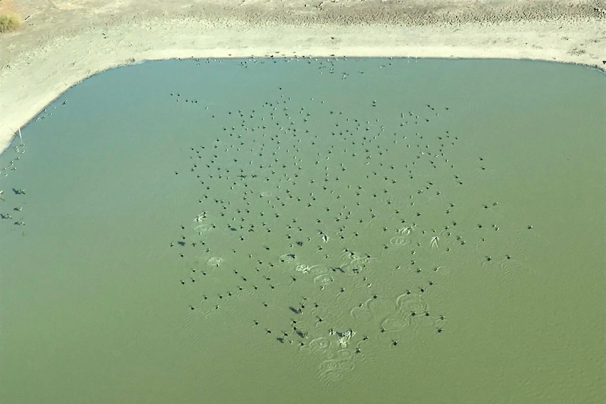 A birds-eye view of a body of water with birds playing in it