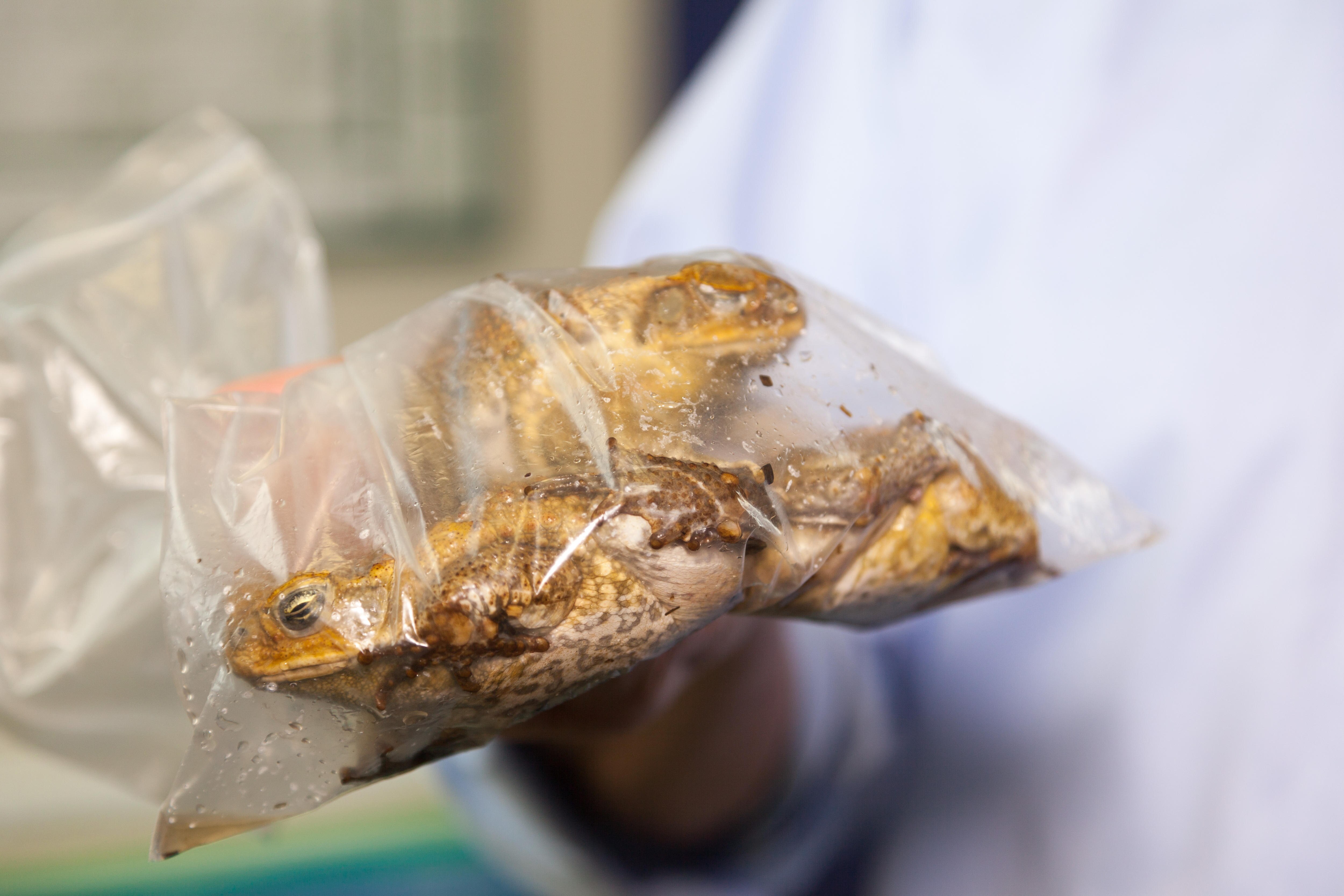 What is the most humane way to kill a cane toad? Scientists say it's ...