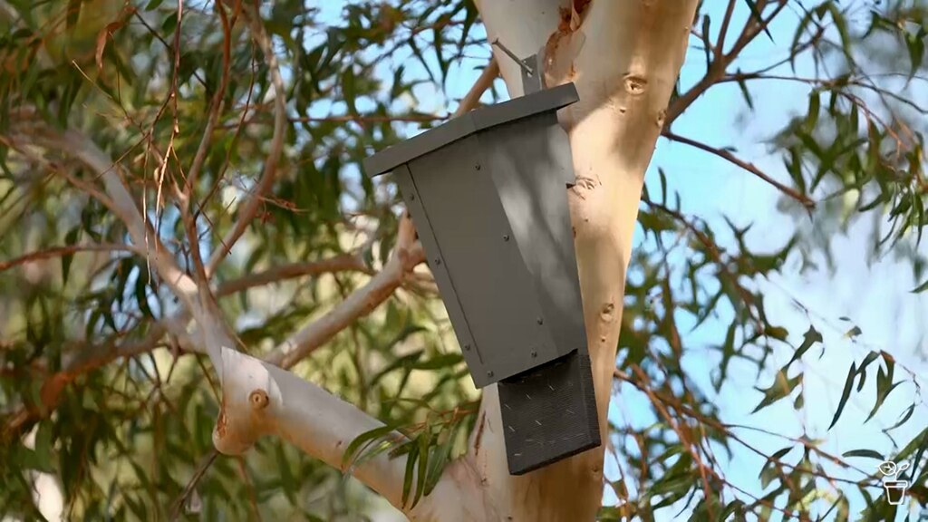 Holy Bat Box Batman! - Gardening Australia