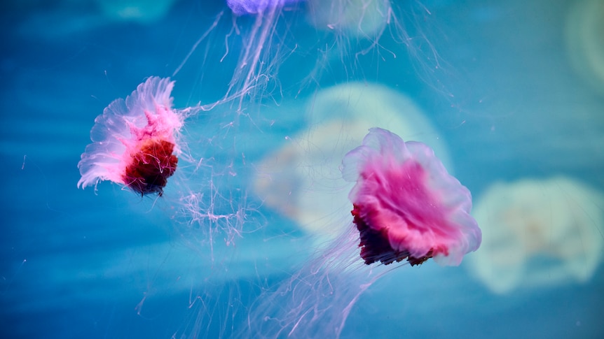 Two red jellyfish in the foreground, with others in the background.