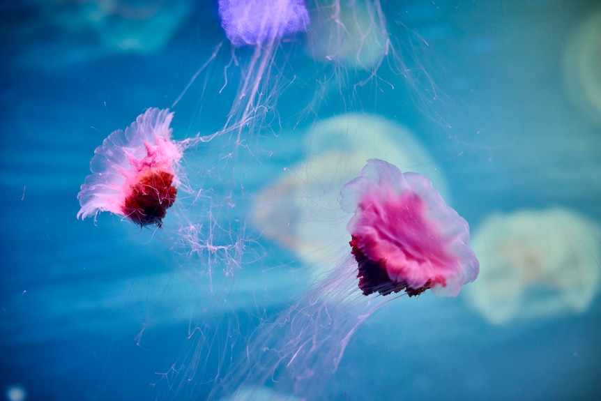 Two red jellyfish in the foreground, with others in the background.