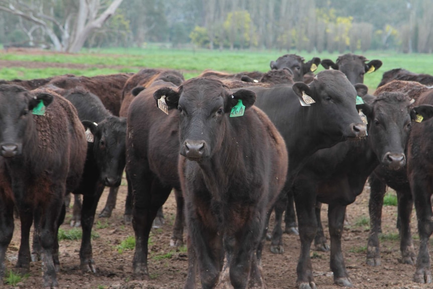 Cows at David Blackmore's Wagyu beef property