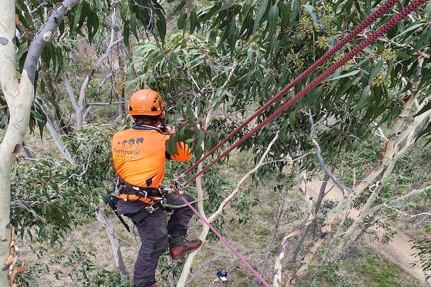 An arborist in a harness at the top of a gum tree. 