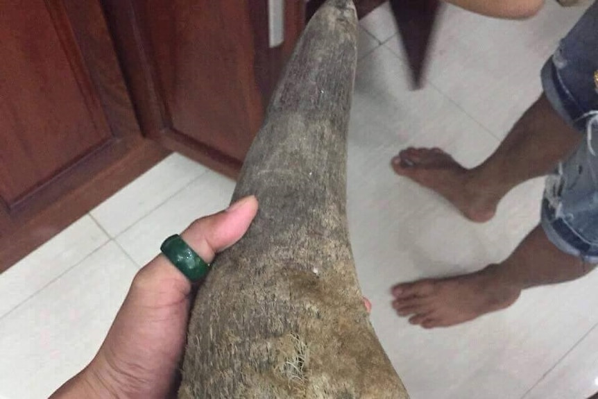 A photo of rhino horn