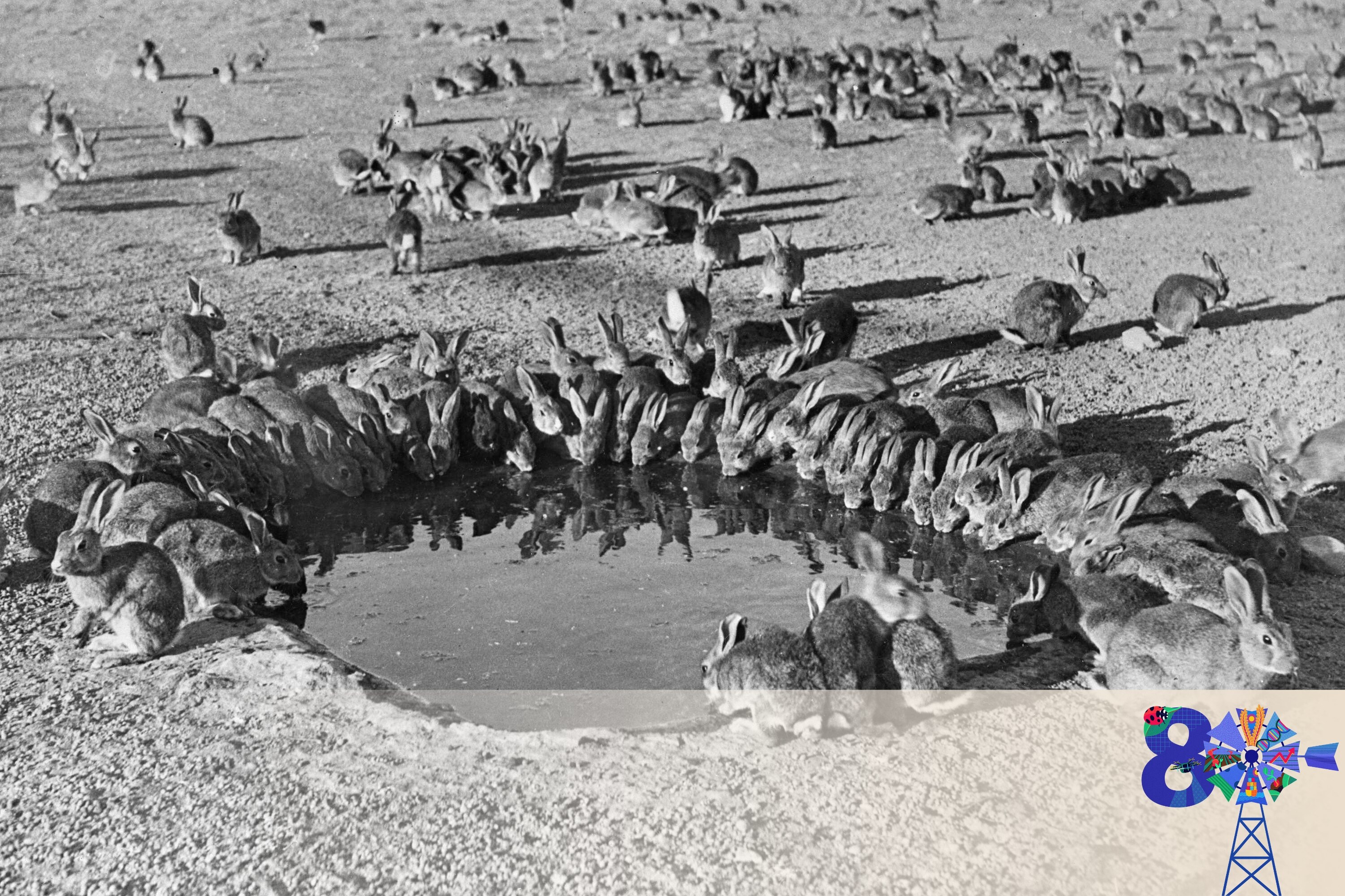 black and white photos of rabbits around a watering hole