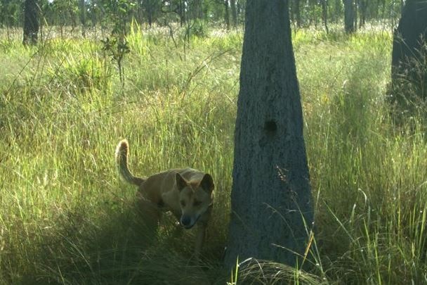 A dingo near a termite mound in tall glass. 