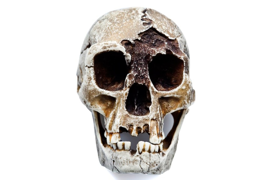 Homo floresiensis (Hobbit)
