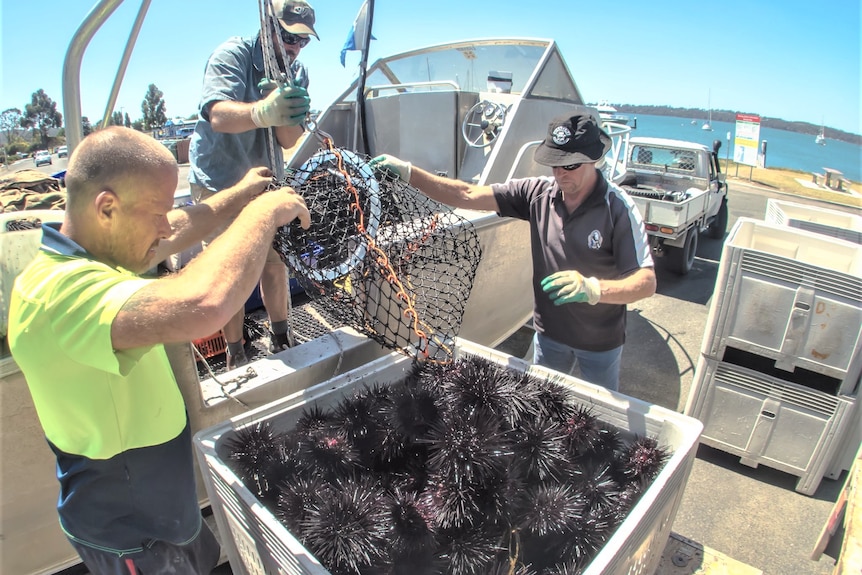 Three men hold a net above a crate full of sea urchins.