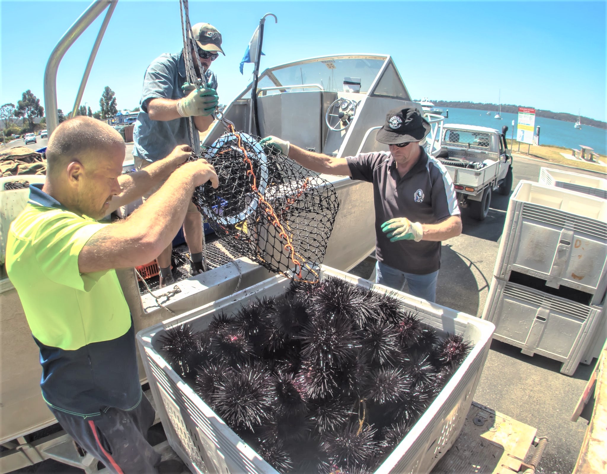 Three men hold a net above a crate full of sea urchins.