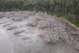 Skeletal white mangroves in mud at the edge of a river, with forest in the background.